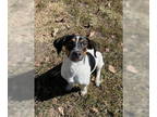 Doxle DOG FOR ADOPTION RGADN-1373516 - CASPER - Beagle / Dachshund / Mixed