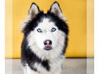 Alaskan Malamute DOG FOR ADOPTION RGADN-1373603 - TOBIAS - Alaskan Malamute