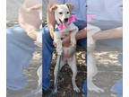 Labrador Retriever-Whippet Mix DOG FOR ADOPTION RGADN-1373759 - Blossom -