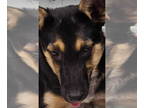 German Shepherd Dog Mix DOG FOR ADOPTION RGADN-1373794 - Stella - German