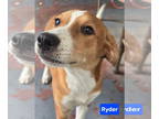 Collie Mix DOG FOR ADOPTION RGADN-1373831 - Ryder - Collie / Mixed Dog For