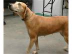 Catahoula Leopard Dog DOG FOR ADOPTION RGADN-1373904 - PATTY - Catahoula Leopard