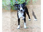 Border Collie Mix DOG FOR ADOPTION RGADN-1374150 - Blue - Border Collie / Mixed