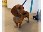 Dachshund DOG FOR ADOPTION RGADN-1374208 - REBEL - Dachshund (medium coat) Dog