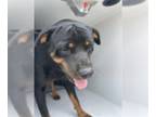 Rottweiler DOG FOR ADOPTION RGADN-1374315 - A627066 - Rottweiler (short coat)