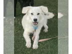 Great Pyrenees Mix DOG FOR ADOPTION RGADN-1374380 - Bolt puppy - Great Pyrenees