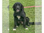 Retriever Mix DOG FOR ADOPTION RGADN-1374382 - Luxe - Retriever / Mixed (long