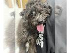 Shih-Poo DOG FOR ADOPTION RGADN-1374401 - *JEWELS - Poodle (Miniature) / Shih