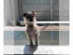 Cairn Terrier DOG FOR ADOPTION RGADN-1374474 - *PENNY - Cairn Terrier (medium