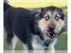 German Shepherd Dog Mix DOG FOR ADOPTION RGADN-1374516 - AVALON - German