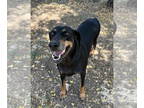 Doberman Pinscher DOG FOR ADOPTION RGADN-1374600 - Bellatrix - Doberman Pinscher