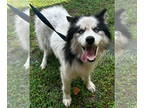 Mix DOG FOR ADOPTION RGADN-1374601 - 24-666 Sulley - Husky Dog For Adoption