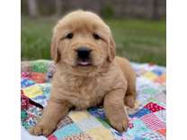 Joak M/F Golden Retriever Puppies Ready