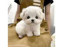 DAGA M/F Bichon Frise Puppies Ready