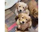 Playful M/F Golden Retriever Puppies Ready