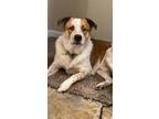 Adopt Weego a Brown/Chocolate - with White Cattle Dog / Catahoula Leopard Dog /