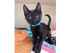 Orion, Domestic Shorthair For Adoption In Atascadero, California