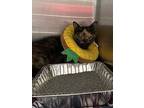 Torte, Domestic Shorthair For Adoption In Dearborn, Michigan