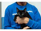 Dewey, Domestic Shorthair For Adoption In Houston, Texas