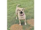 Rayna, Labrador Retriever For Adoption In Greenlawn, New York