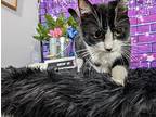 Marissa, Domestic Shorthair For Adoption In Anoka, Minnesota