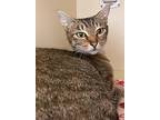 Pixie, Domestic Shorthair For Adoption In Silverdale, Washington