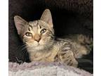 Mercutio, Domestic Shorthair For Adoption In Sheboygan, Wisconsin