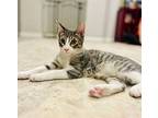 Moon, Domestic Shorthair For Adoption In Las Vegas, Nevada