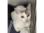 Ivy (bonded W/ox), Domestic Shorthair For Adoption In Oakland, California