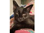 Ozzy, Domestic Mediumhair For Adoption In Abbotsford, British Columbia