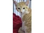 Maui, Domestic Shorthair For Adoption In Mishawaka, Indiana