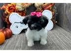 Havanese Puppy for sale in Fort Wayne, IN, USA