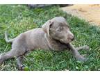 Labrador Retriever Puppy for sale in Springfield, MO, USA