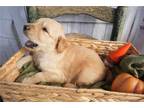 Goldendoodle Puppy for sale in Shreveport, LA, USA