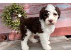 Portuguese Water Dog Puppy for sale in Canton, OH, USA