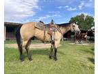 Buckskin gelding for ranch