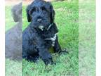 Portuguese Water Dog PUPPY FOR SALE ADN-832078 - Freddie Beautiful and SWEET