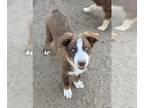 Miniature Australian Shepherd PUPPY FOR SALE ADN-831928 - Red Tri M