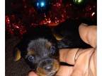 Yorkshire Terrier PUPPY FOR SALE ADN-831881 - Yorkie puppies rehomed end of