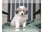 Great Pyrenees PUPPY FOR SALE ADN-831957 - Adorable Great Pyrenees Puppies