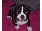 American Bully PUPPY FOR SALE ADN-832121 - Ready for my forever home