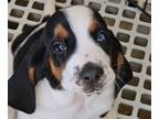 Basset Hound PUPPY FOR SALE ADN-832083 - AKC Basset Hounds