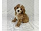 Cock-A-Poo PUPPY FOR SALE ADN-831940 - ADORABLE COCKAPOO PUPPIES