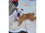 Adopt Violet Beauregarde Lonestar a Tan/Yellow/Fawn - with White Boxer / Mixed