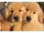 Talented M/F Golden Retriever Puppies Ready