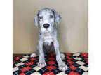 Blue Merle M/F Great Dane Puppies Ready