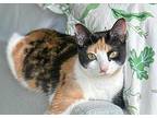 Aspen, Calico For Adoption In Mullica Hill, New Jersey