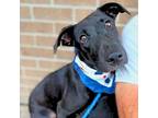 Nebula, Labrador Retriever For Adoption In Saugus, Massachusetts