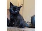 Tyresse (bonded To Tyresse), Domestic Shorthair For Adoption In Howell, Michigan