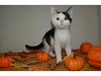 Stingray, Domestic Shorthair For Adoption In Kettering, Ohio